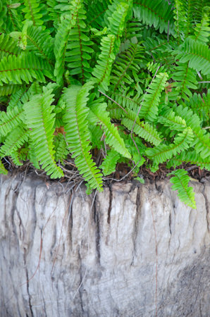 A bush of fishbone fern with fresh green leaves on old dead tree stumpの写真素材