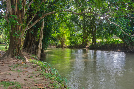Beauituful large shady trees on both sides of the canal with reflections in the water in the national parkの写真素材