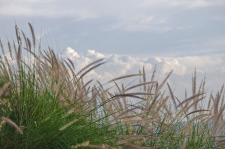 Beauitful fountain grass blowing in the wind under a cloudy sky in the summerの写真素材