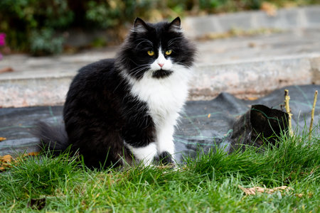 Adorable cute cat sitting in the garden on the green grassの写真素材