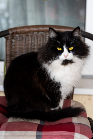 Cute fluffy cat sitting lazy on a wooden chair outdoorsの写真素材