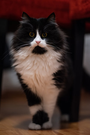 Fluffy cute cat suitable for apartment and small children
