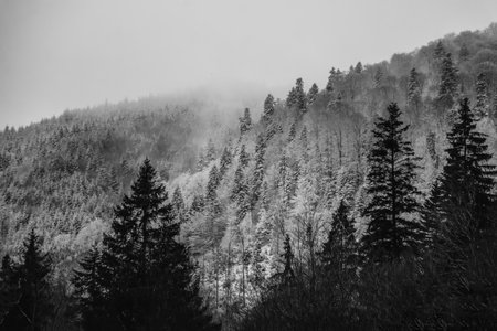 Amaizing winter view of pine tree forest in the fog of the morningの写真素材