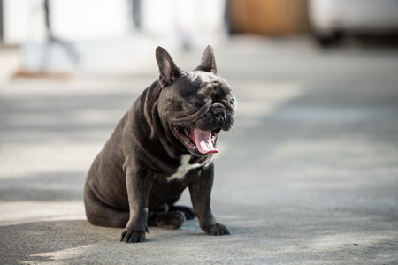 Sleepy cute french bulldog is yawning outdoor while sittingの写真素材