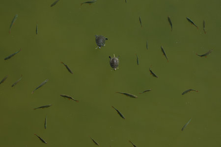 Aerial view of two turtles swimming along with fishes in the lake