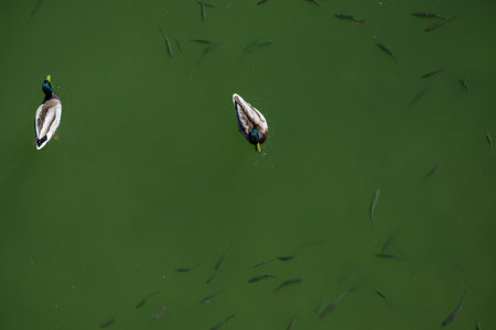 Aerial view of two ducks swimming along with fishes in the water