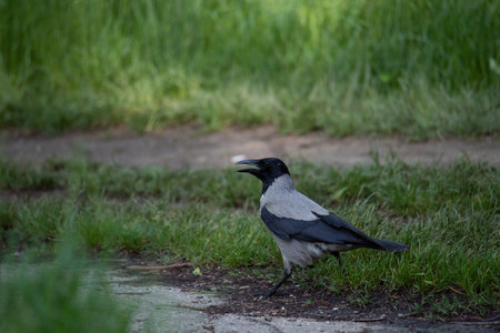 Gray crow stands on the ground in the park hiding between the grass