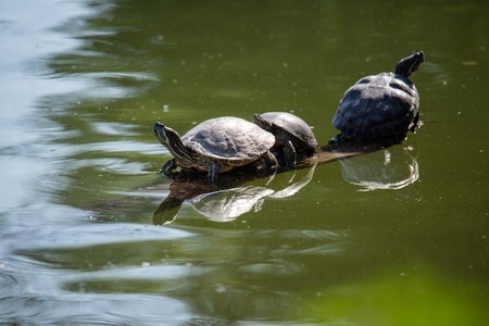 Close up of multiple turtles resting on a tree branch in the middle of the green water of the lake