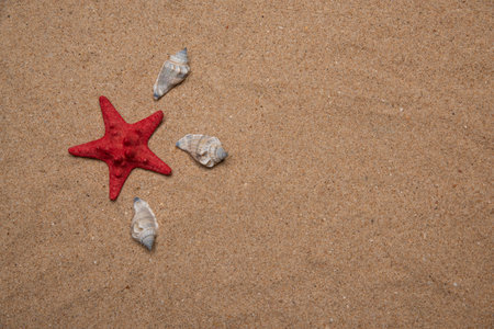 Red star shaped sea sheel laying on fine sand next to three white shells - shot in flat lay landscape modeの写真素材
