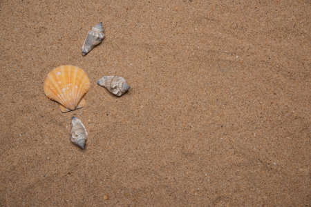 Shells laying on fine sand - shot in flat lay landscape modeの写真素材