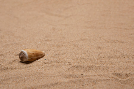 Single shell resting on very fine sand