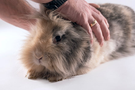 Male hands holding a cute lionhead bunny rabbitの写真素材
