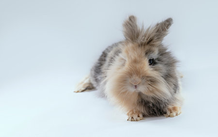 Isolated shot on white background of a lionhead cute rabbit in the studioの写真素材