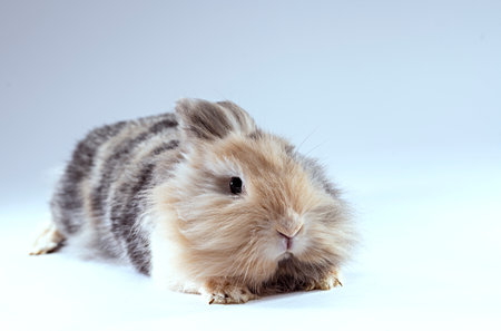 Scared lionhead rabbit looking right at the cameraの写真素材