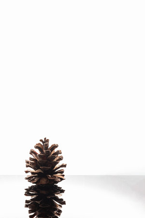 Close up of a cedar pine cone isolated on white background and reflective surfaceの写真素材