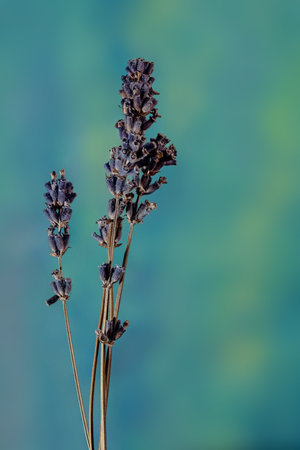 Super detailed close up of a few lavender flowers against a stunning turquoise backgroundの写真素材