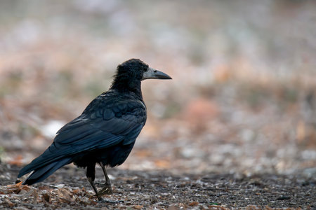 Common Raven (Corvus Corax), sitting on the ground in autumn nature. Black feathered bird posing beautiful in the fall daylight. Wild dark crow looking away from cameraの写真素材