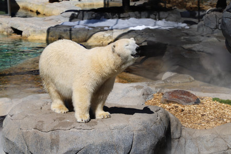 Polar bear in sea world Gold Coastのeditorial素材