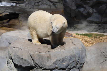 Polar bear in sea world Gold Coastのeditorial素材