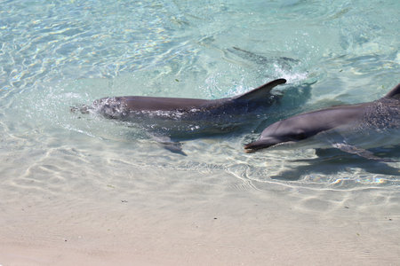 dolphin in sea world Gold Coast, Australiaのeditorial素材