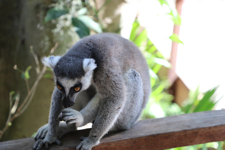 Raccoon in Currumbin wildlife sanctuary Gold Coastのeditorial素材
