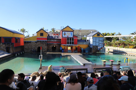 Sea lion show in sea world Gold Coast Australiaのeditorial素材