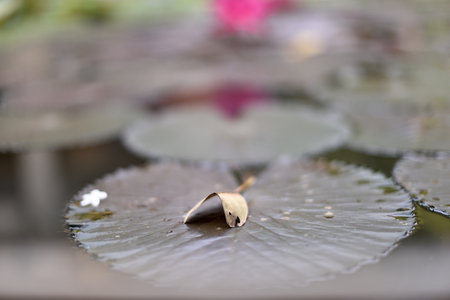 A dry leaf on lotus leaf with a reflection of golden pagoda in the lotus pond representing the enlightenment at Sathira Dhammasathan, Bangkok, Thailand.の写真素材