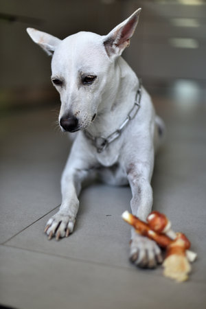 A white female dog is having her training lesson, how to wait for her meal, in a modern house with joy.の写真素材