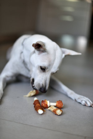 A white female dog is having her snack time in modern house with joy.の写真素材