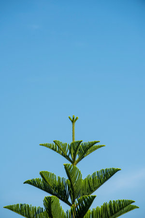 Norfolk Island Pine (Araucaria heterophylla), top part, standing against the blue sky in winter time.の写真素材