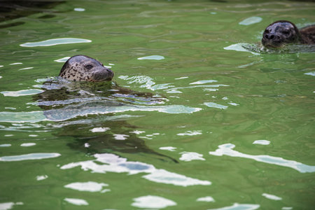 Happy spotted seal enjoy swimming and showing off its uniqueness character.の写真素材