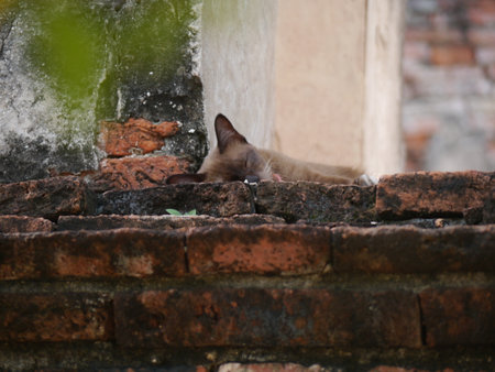 Sleeping cat on the wallの写真素材