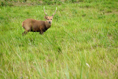 Deer in the Thailand National Parkの写真素材