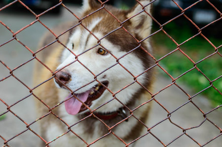 A Siberian dog in a home walks to greet people. Behind the door fenceの写真素材