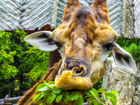 Giraffe eating leavesの写真素材