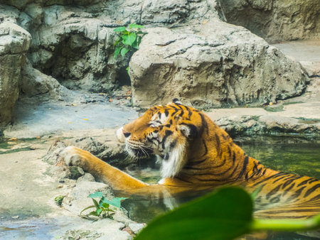 Tiger curse waterの写真素材