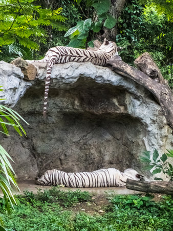Twin tiger sleeping の写真素材