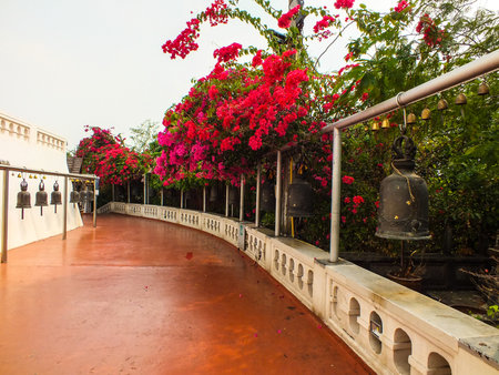 Paper flower View  Stick to the paradigm  pathway golden mountain 03の写真素材