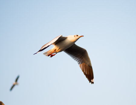 Seagull in BangPu, Thailand They fly so far away from Northern Asia to Southern Asiaの写真素材