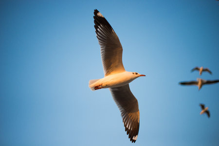Seagull in BangPu, Thailand They fly so far away from Northern Asia to Southern Asiaの写真素材
