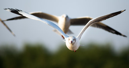 Seagull in BangPu, Thailand  They fly so far away from Northern Asia to Southern Asiaの写真素材