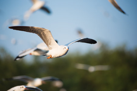 Seagull in BangPu, Thailand  They fly so far away from Northern Asia to Southern Asiaの写真素材