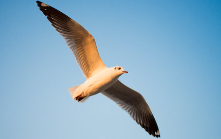 Seagull in BangPu, Thailand  They fly so far away from Northern Asia to Southern Asia