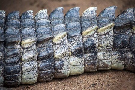 Crocodile tailの写真素材