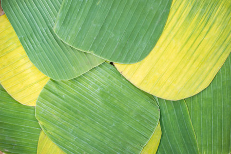 Banana leaves for wrapping food as dishwareの写真素材