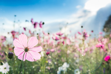 Beautiful cosmos flowerの写真素材
