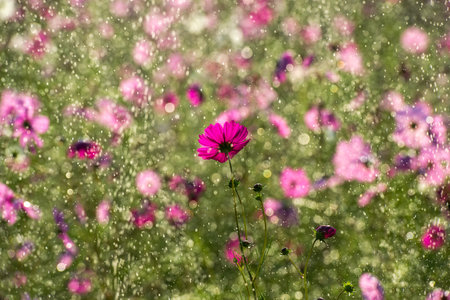 Beautiful cosmos flowerの写真素材