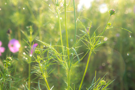 Raindrops on fresh green tree, vintage styleの写真素材