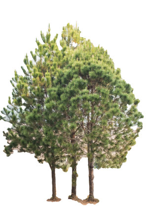 The pine tree on a white backgroundの写真素材