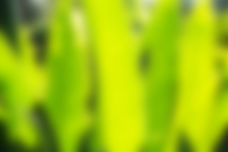 Blured of green blackground in gardenの写真素材